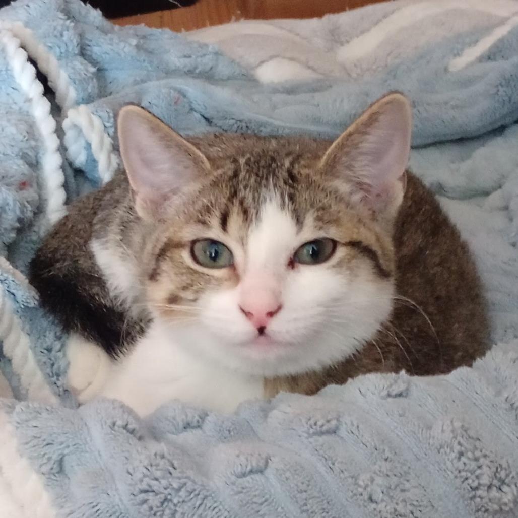 Marcia, Adoptable, Young Female Domestic Short Hair & Domestic Short Hair.