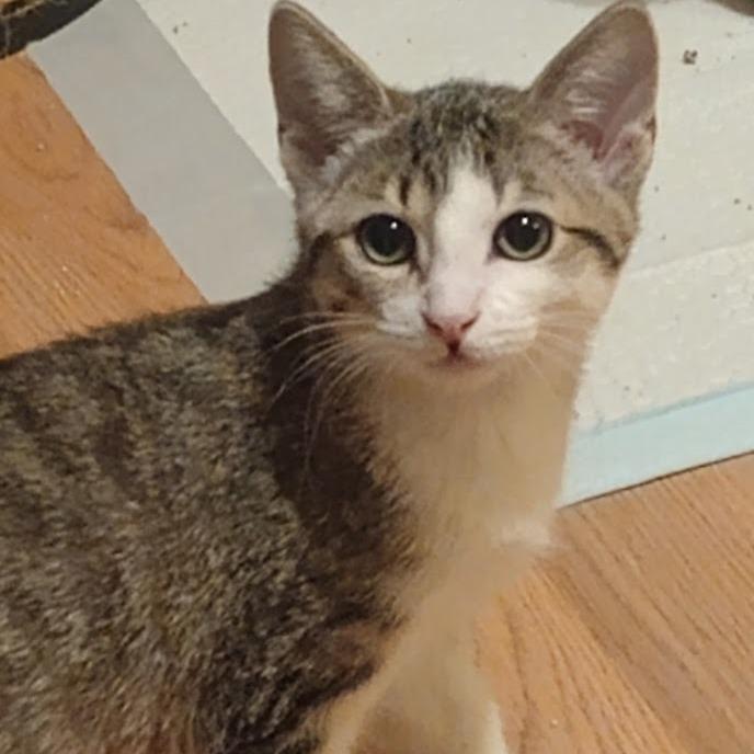 Enlarge Marcia, a Adoptable mixed breed in Grand Rapids, MN image 2/2