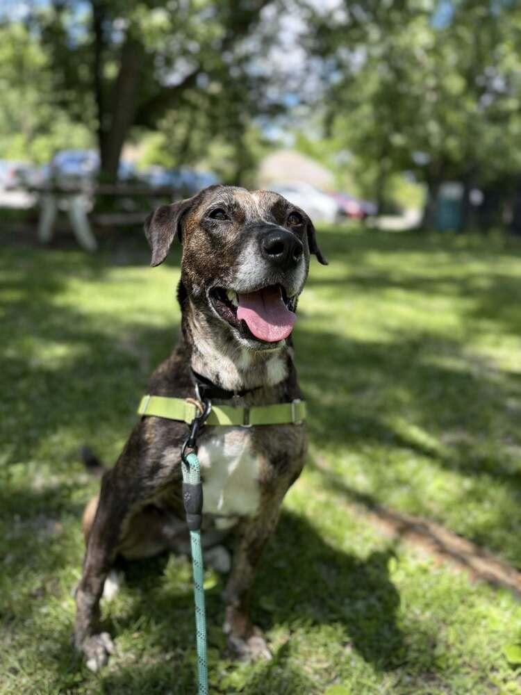 Enlarge Katie, a Adoptable mixed breed in Elmsford, NY image 2/6