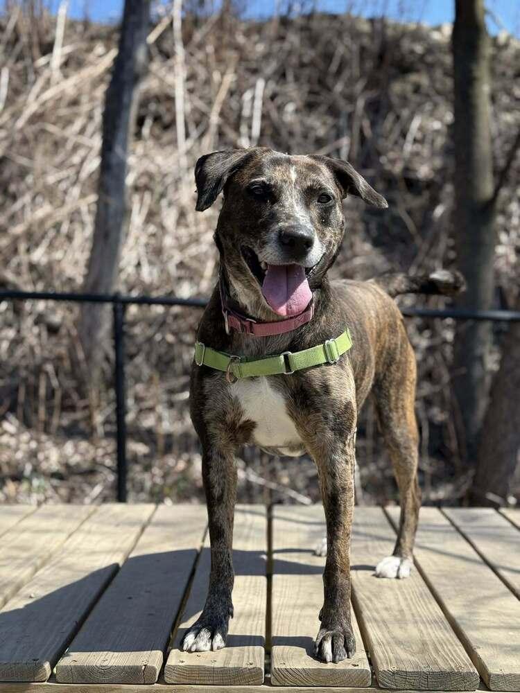 Enlarge Katie, a Adoptable mixed breed in Elmsford, NY image 3/6