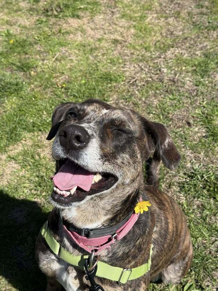 Enlarge Katie, a Adoptable mixed breed in Elmsford, NY image 4/6