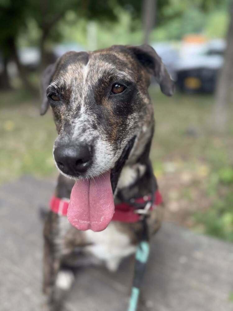 Enlarge Katie, a Adoptable mixed breed in Elmsford, NY image 5/6