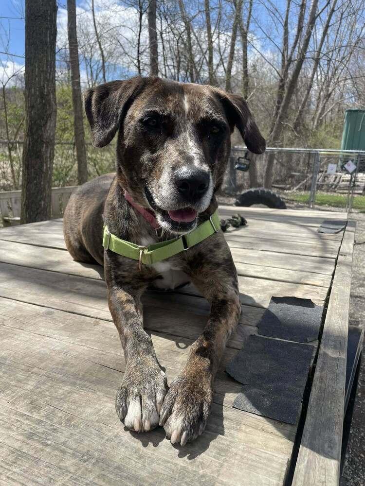 Enlarge Katie, a Adoptable mixed breed in Elmsford, NY image 6/6