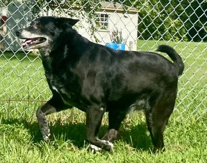 Enlarge Jackie, a ADOPTABLE Black Labrador Retriever in Glasgow, KY image 2/2