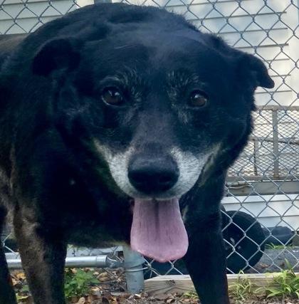 Jackie, ADOPTABLE, Adult Female Black Labrador Retriever.