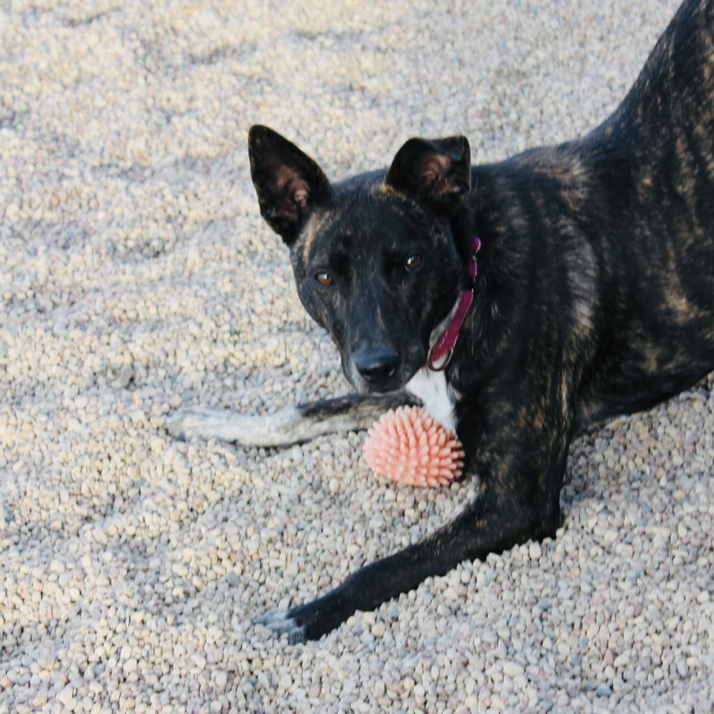 Enlarge Otie, a Adoptable mixed breed in Green Bay, WI image 1/5