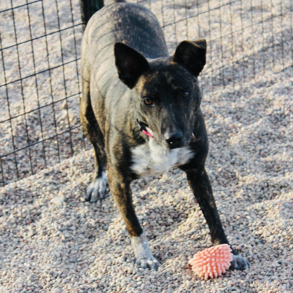 Enlarge Otie, a Adoptable mixed breed in Green Bay, WI image 2/5