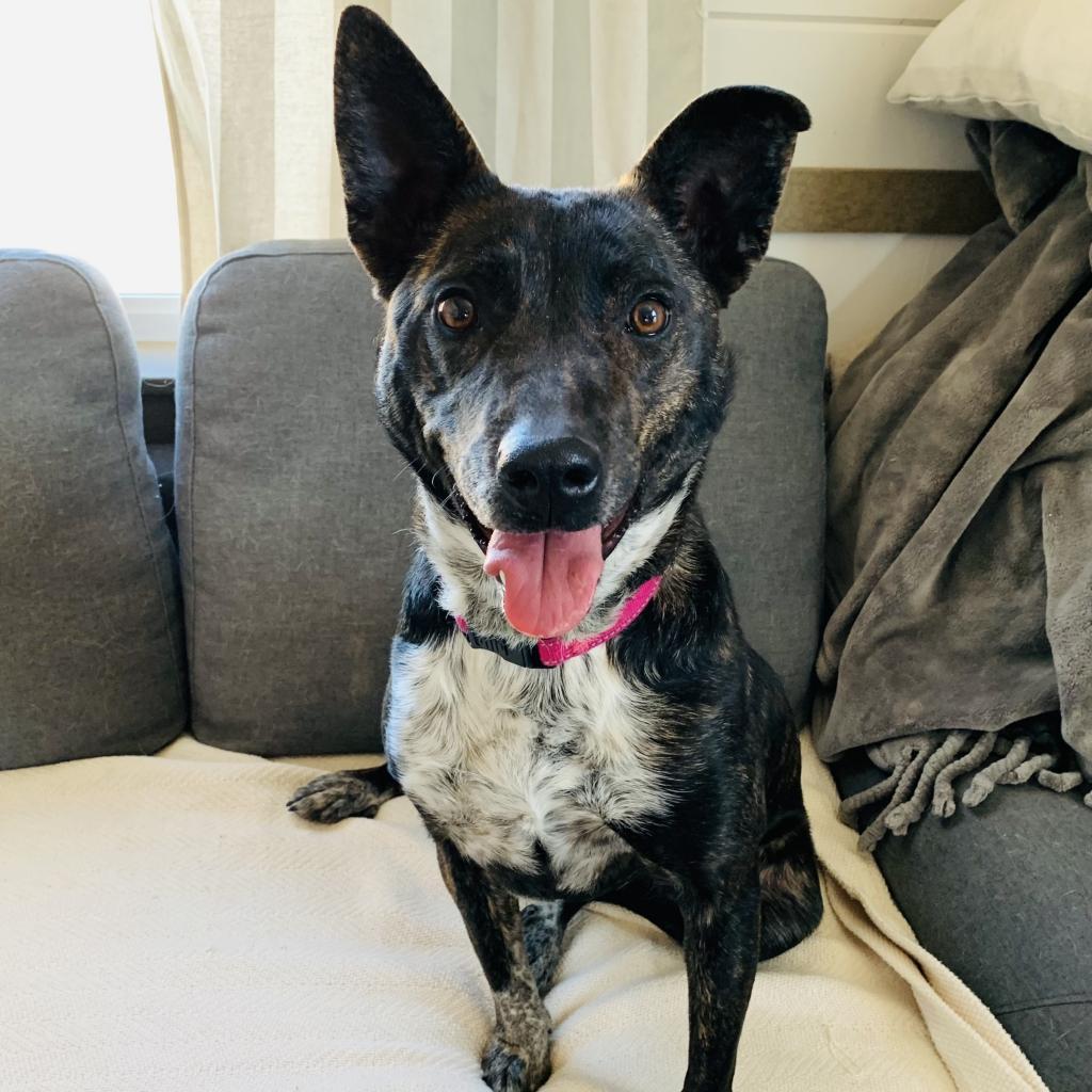 Enlarge Otie, a Adoptable mixed breed in Green Bay, WI image 3/5