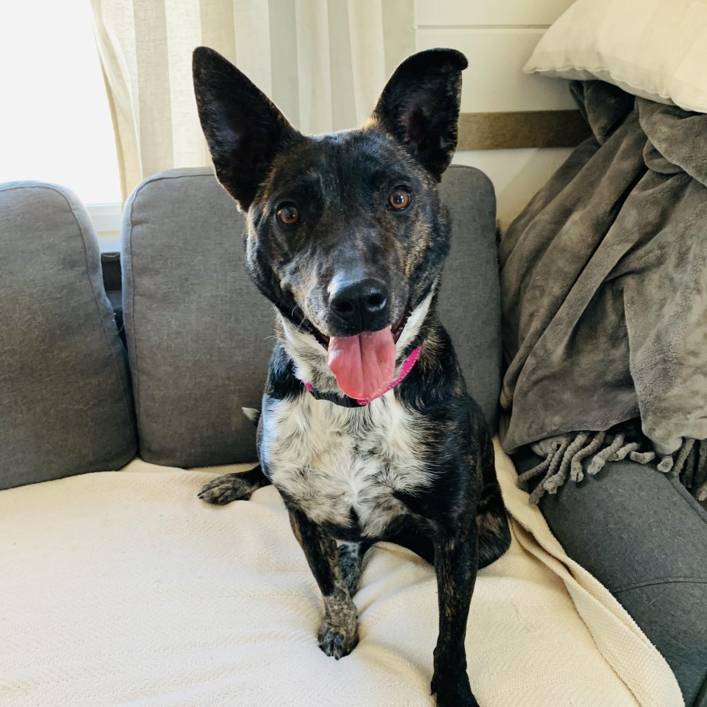 Enlarge Otie, a Adoptable mixed breed in Green Bay, WI image 4/5