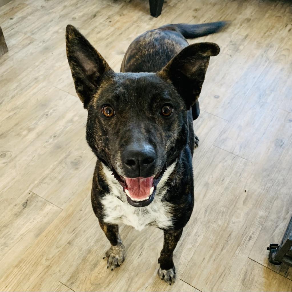 Enlarge Otie, a Adoptable mixed breed in Green Bay, WI image 5/5