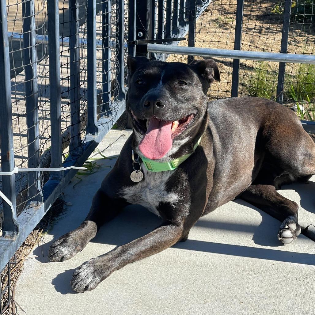 Enlarge Mavis, a Adoptable mixed breed in Riverside, CA image 1/5