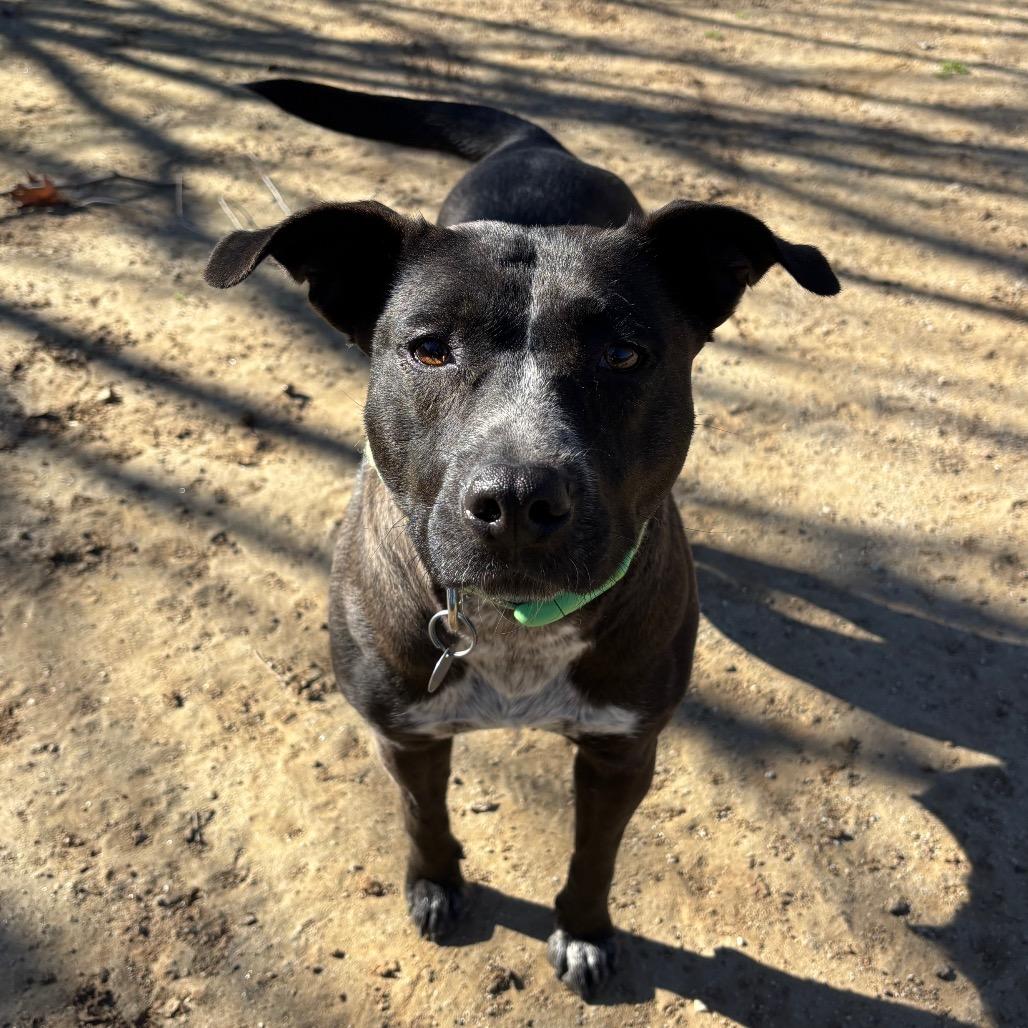 Enlarge Mavis, a Adoptable mixed breed in Riverside, CA image 2/5