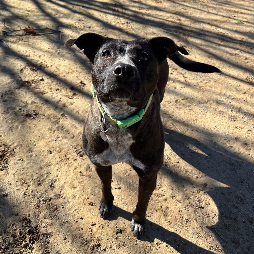 Enlarge Mavis, a Adoptable mixed breed in Riverside, CA image 3/5