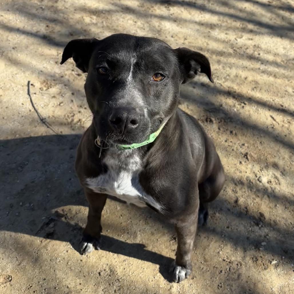 Enlarge Mavis, a Adoptable mixed breed in Riverside, CA image 4/5