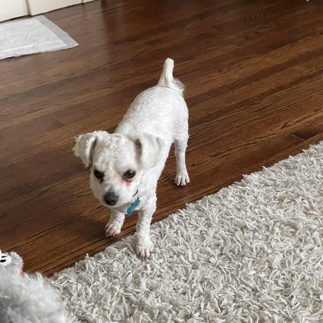 Enlarge Maya, a Adoptable Bichon Frise in St. Charles, IL image 1/6