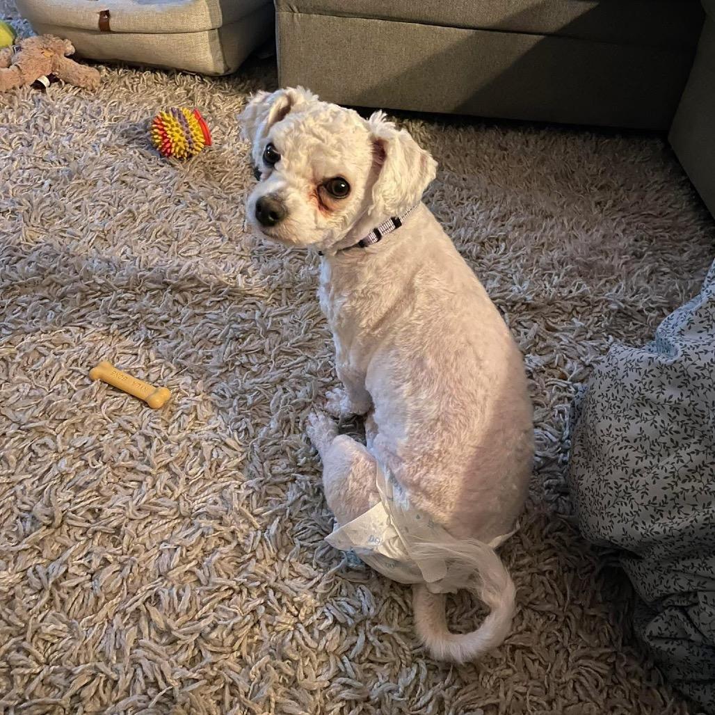 Enlarge Maya, a Adoptable Bichon Frise in St. Charles, IL image 2/6