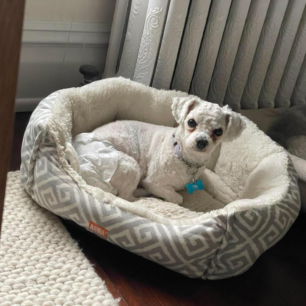 Enlarge Maya, a Adoptable Bichon Frise in St. Charles, IL image 3/6