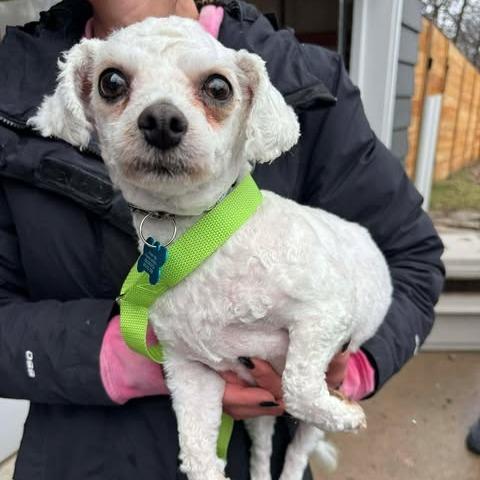 Enlarge Maya, a Adoptable Bichon Frise in St. Charles, IL image 4/6