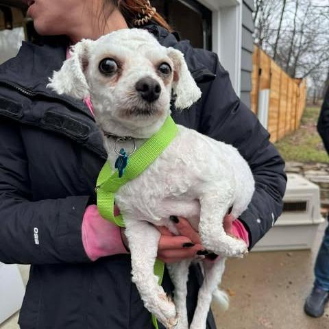 Enlarge Maya, a Adoptable Bichon Frise in St. Charles, IL image 6/6