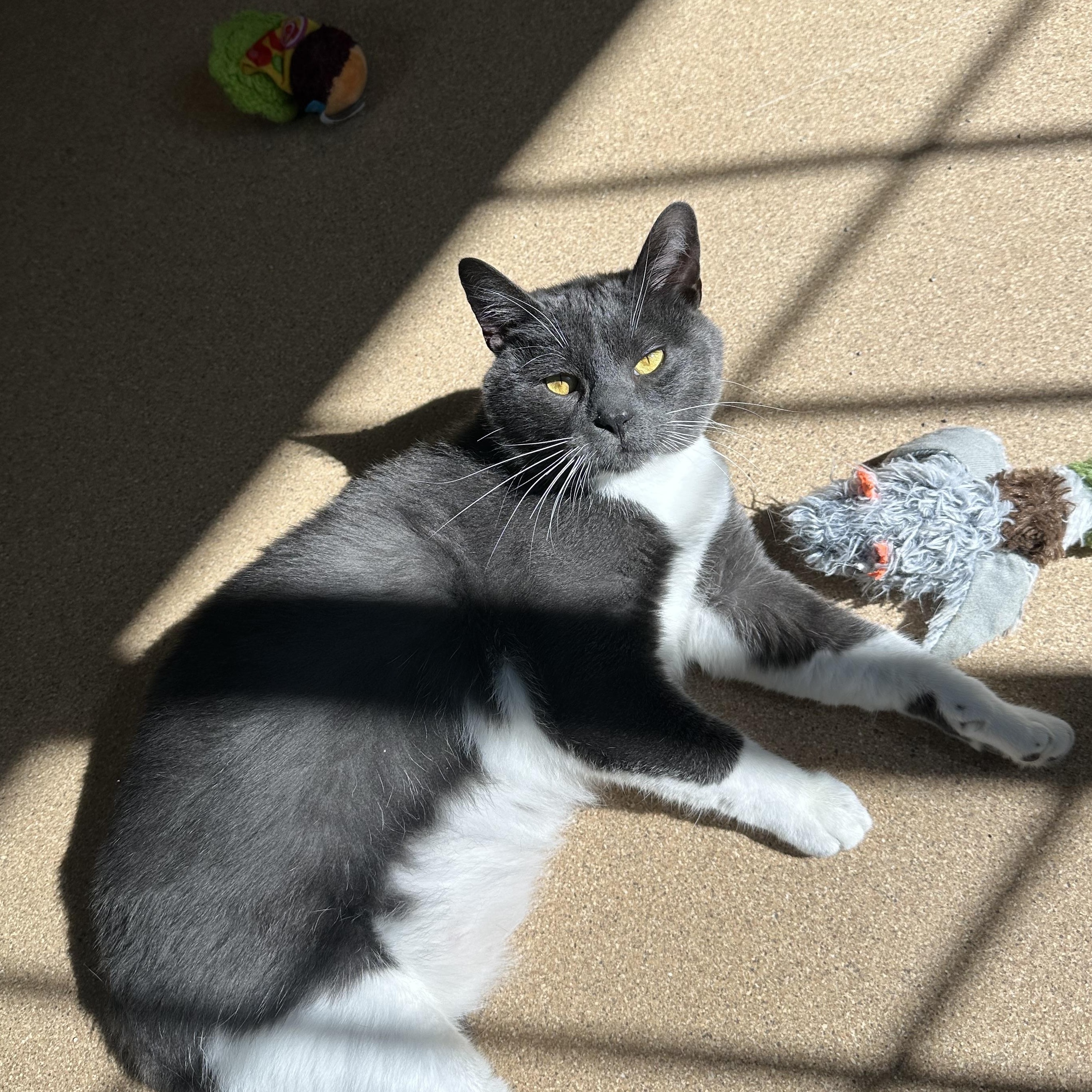 Skibidi, an adoptable Domestic Short Hair in Brookings, SD, 57006 | Photo Image 3
