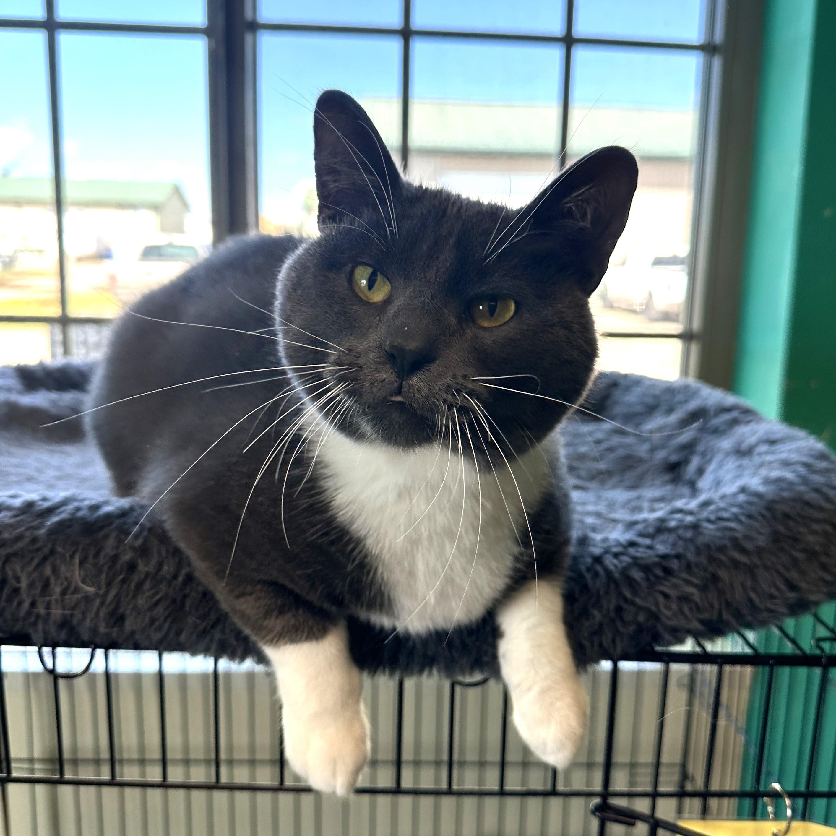 Skibidi, an adoptable Domestic Short Hair in Brookings, SD, 57006 | Photo Image 2