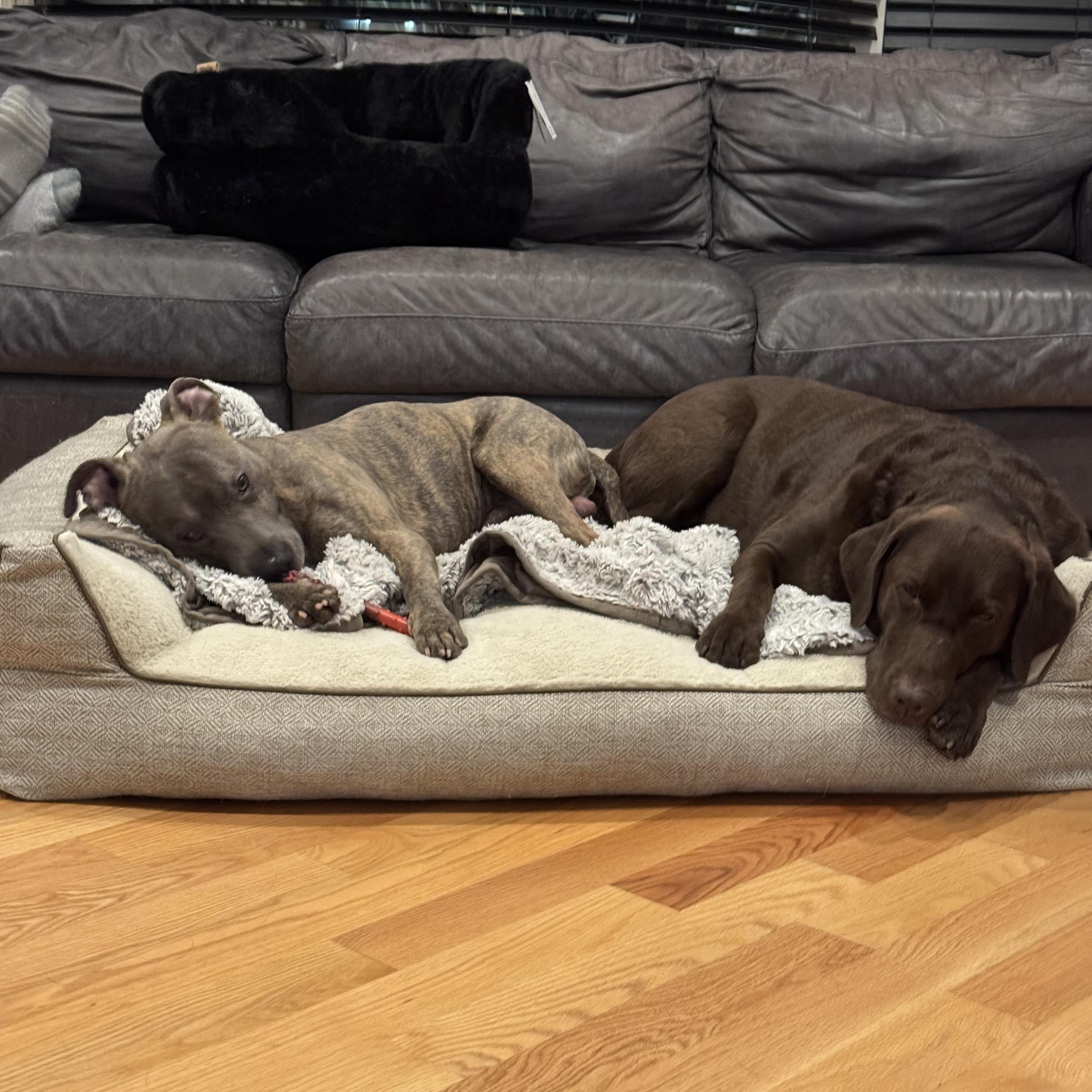 Enlarge Barrett, a Adopted mixed breed in Wheaton, IL image 1/6