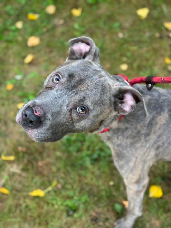 Enlarge Barrett, a Adopted mixed breed in Wheaton, IL image 2/6