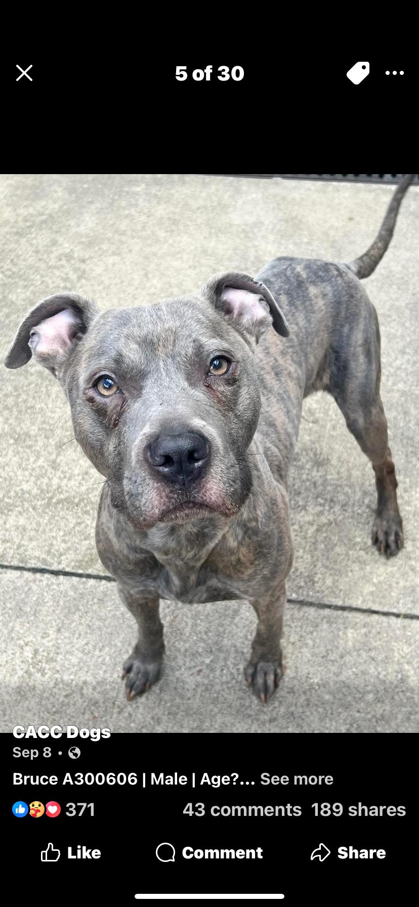 Enlarge Barrett, a Adopted mixed breed in Wheaton, IL image 3/6