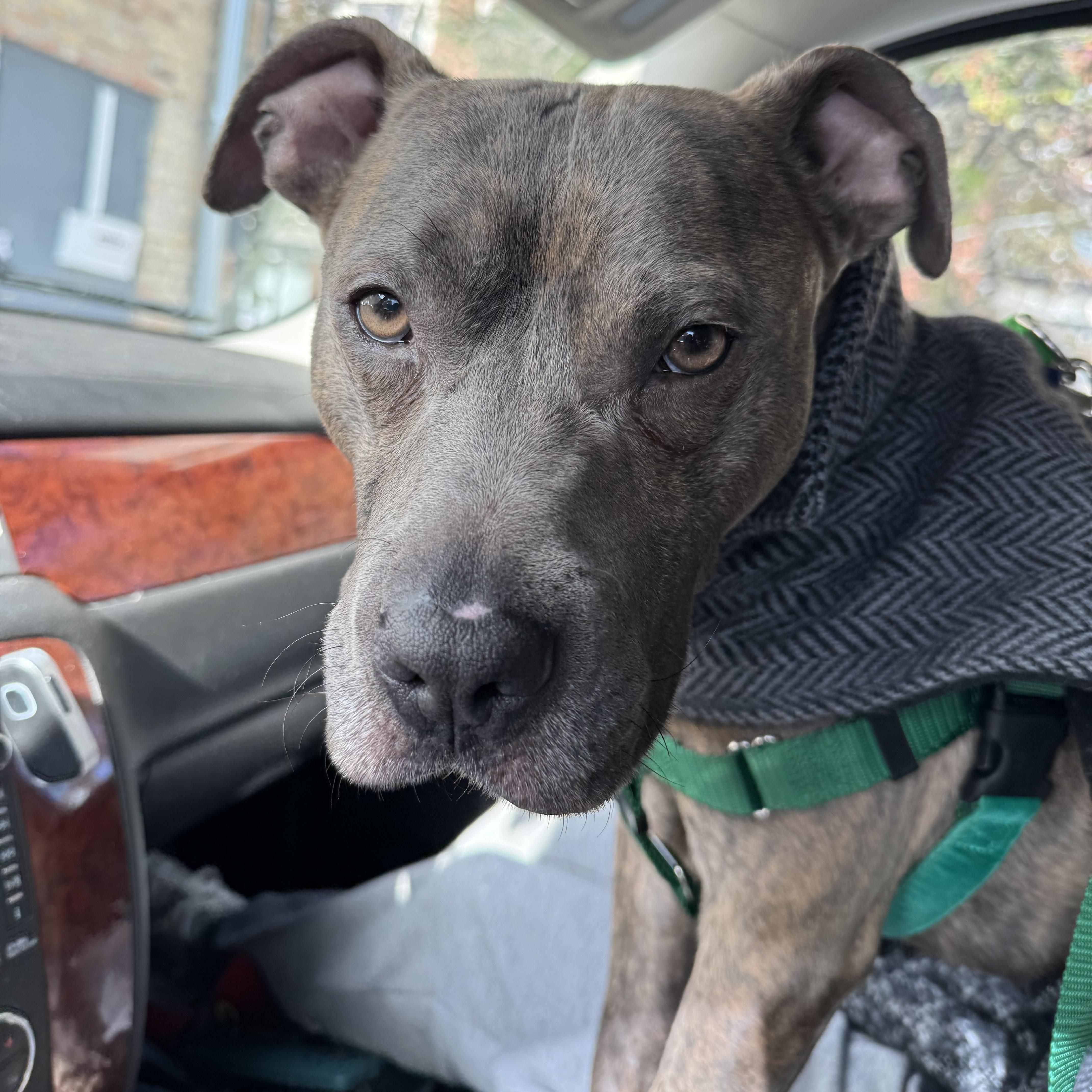 Enlarge Barrett, a Adopted mixed breed in Wheaton, IL image 4/6