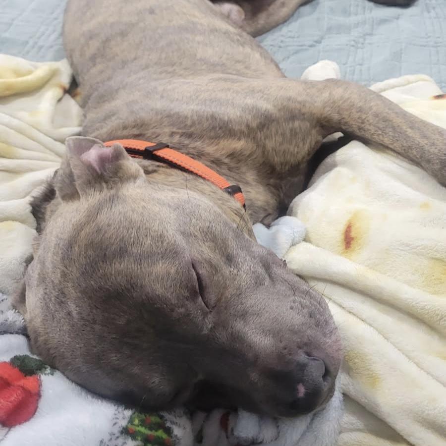 Enlarge Barrett, a Adopted mixed breed in Wheaton, IL image 5/6