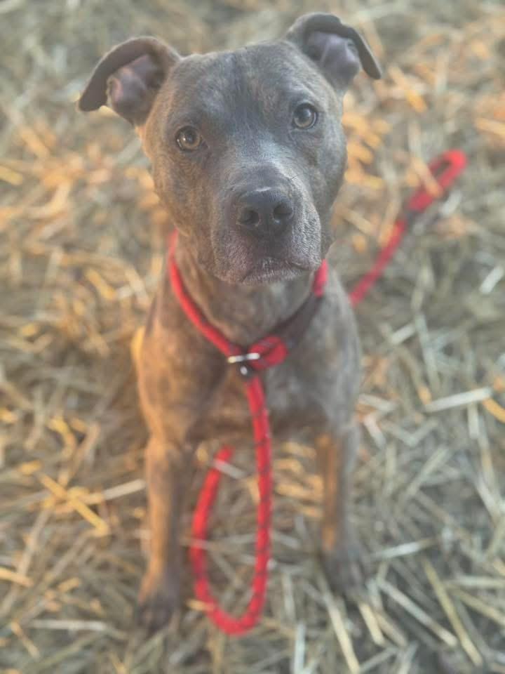 Enlarge Barrett, a Adopted mixed breed in Wheaton, IL image 6/6