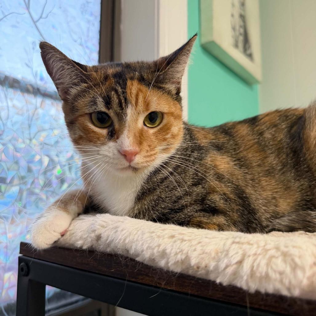 Enlarge Rosie, a Adoptable Domestic Short Hair in Hattiesburg, MS image 1/1
