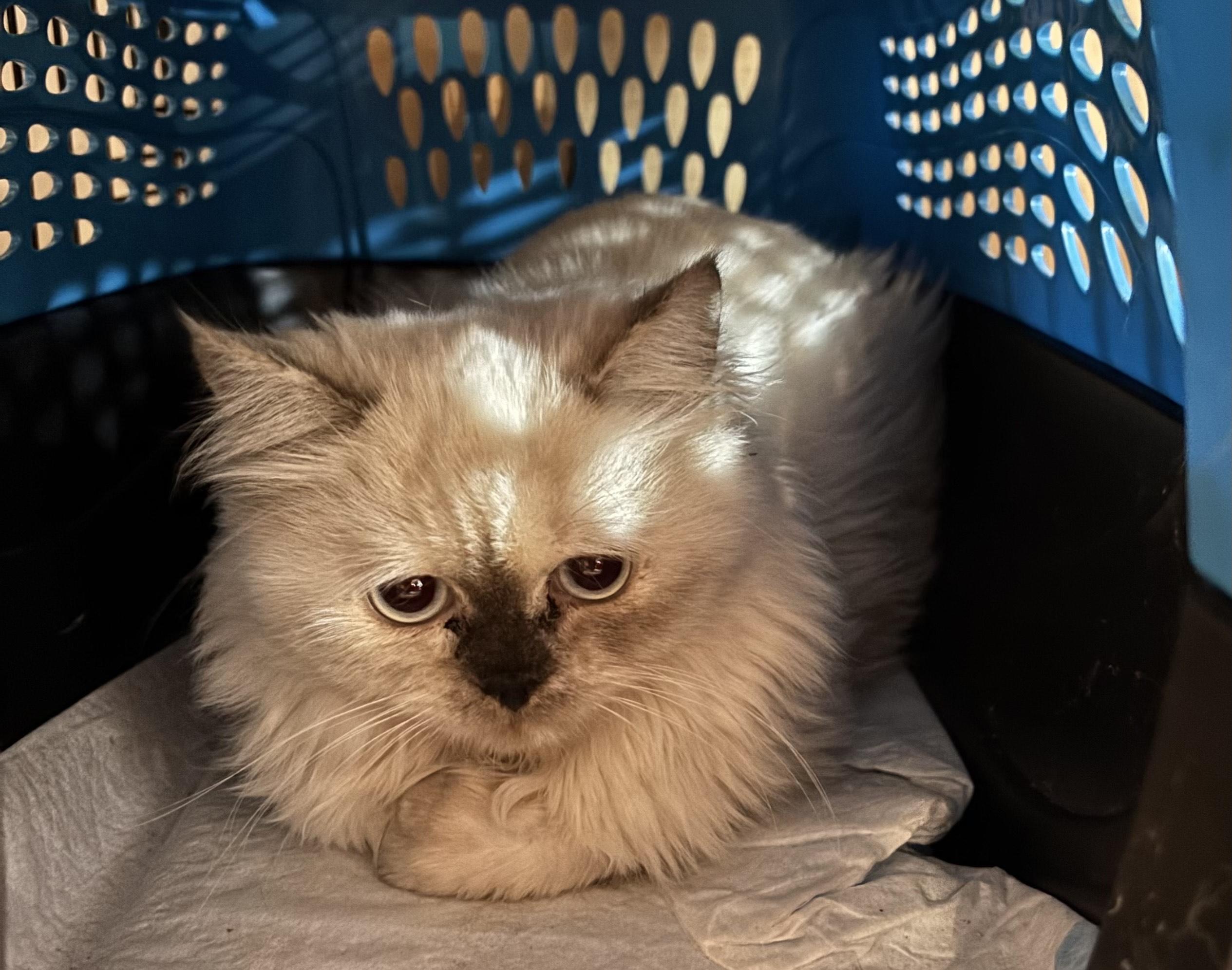 Leena (Himalayan kitten)