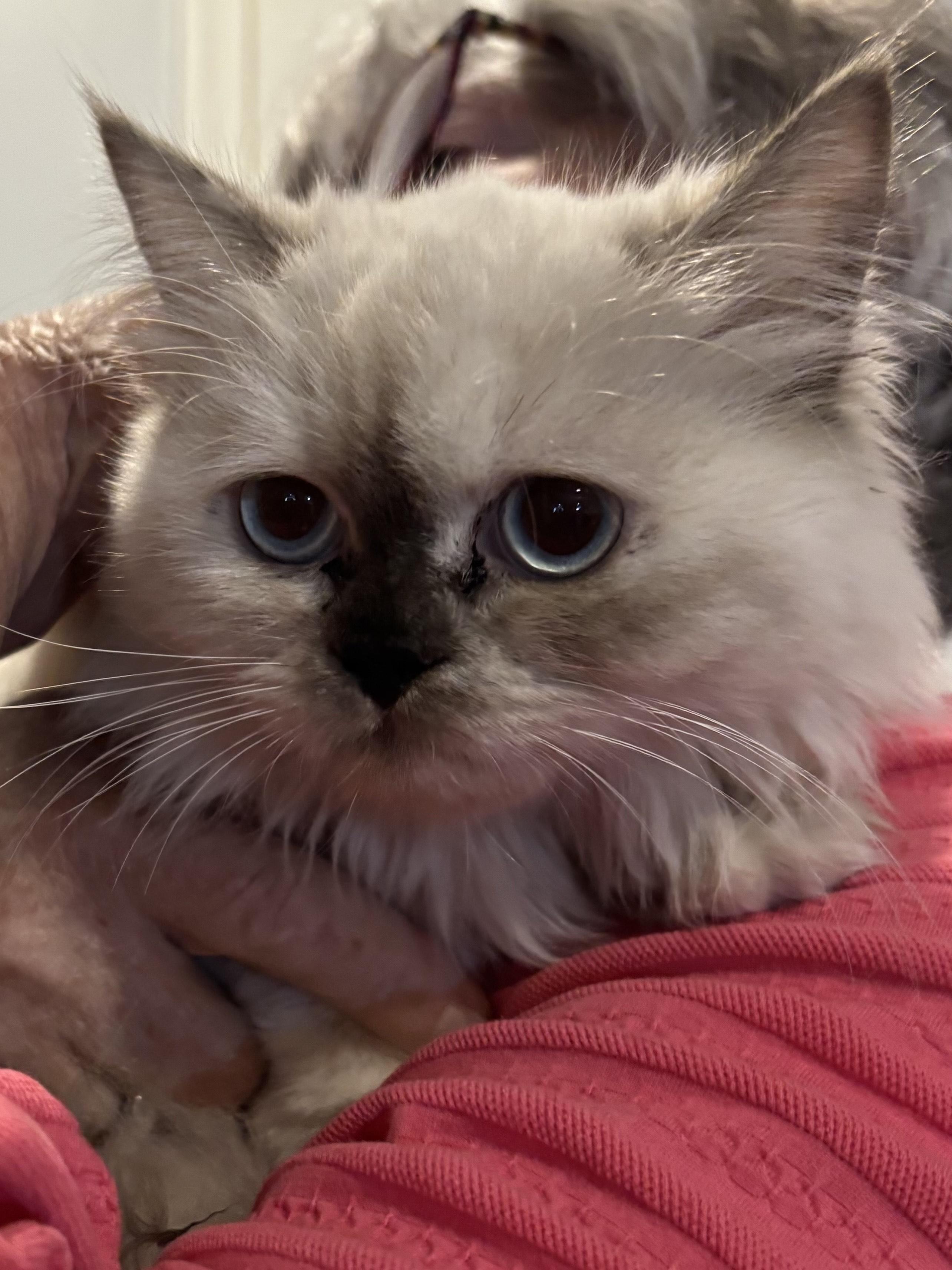 Leena (Himalayan kitten)