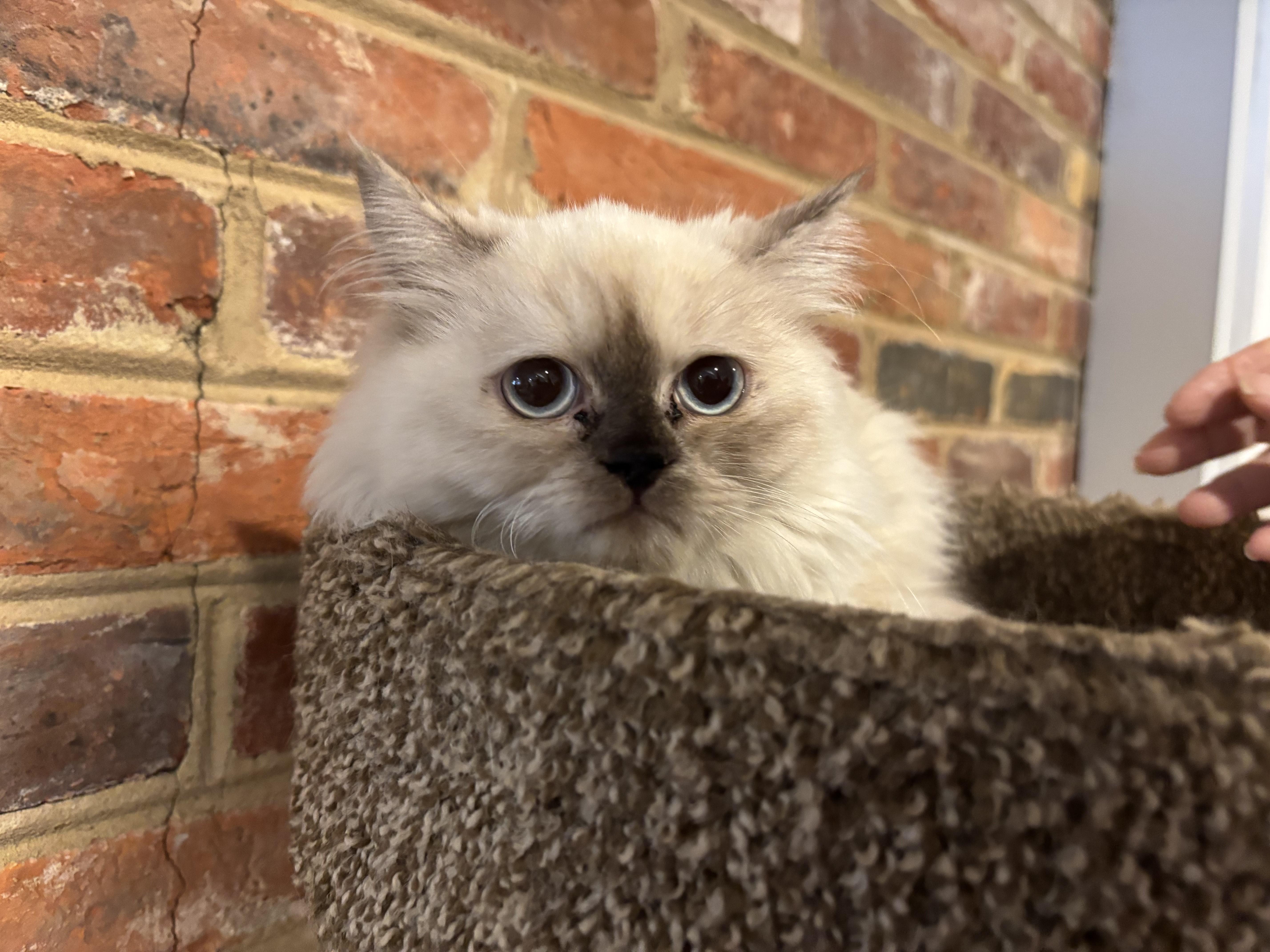 Leena (Himalayan kitten)