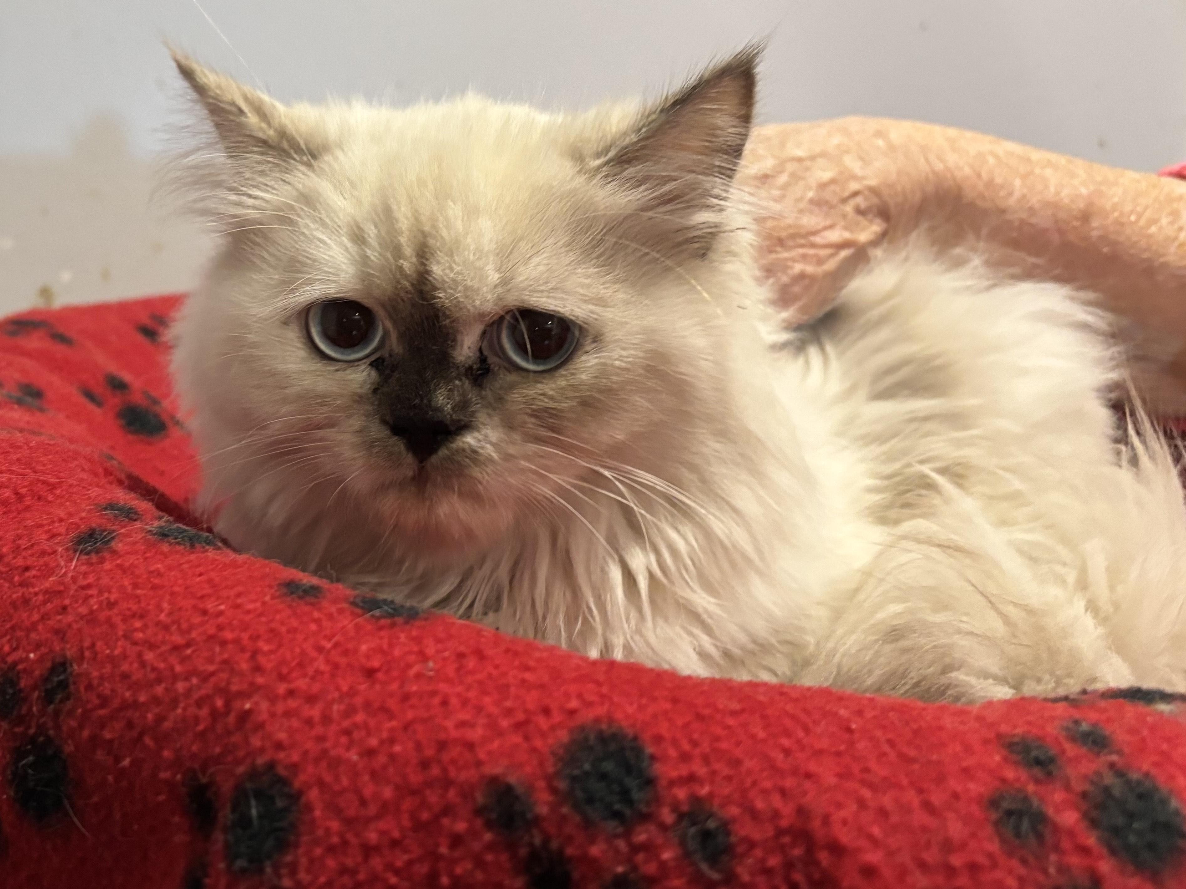 Leena (Himalayan kitten)