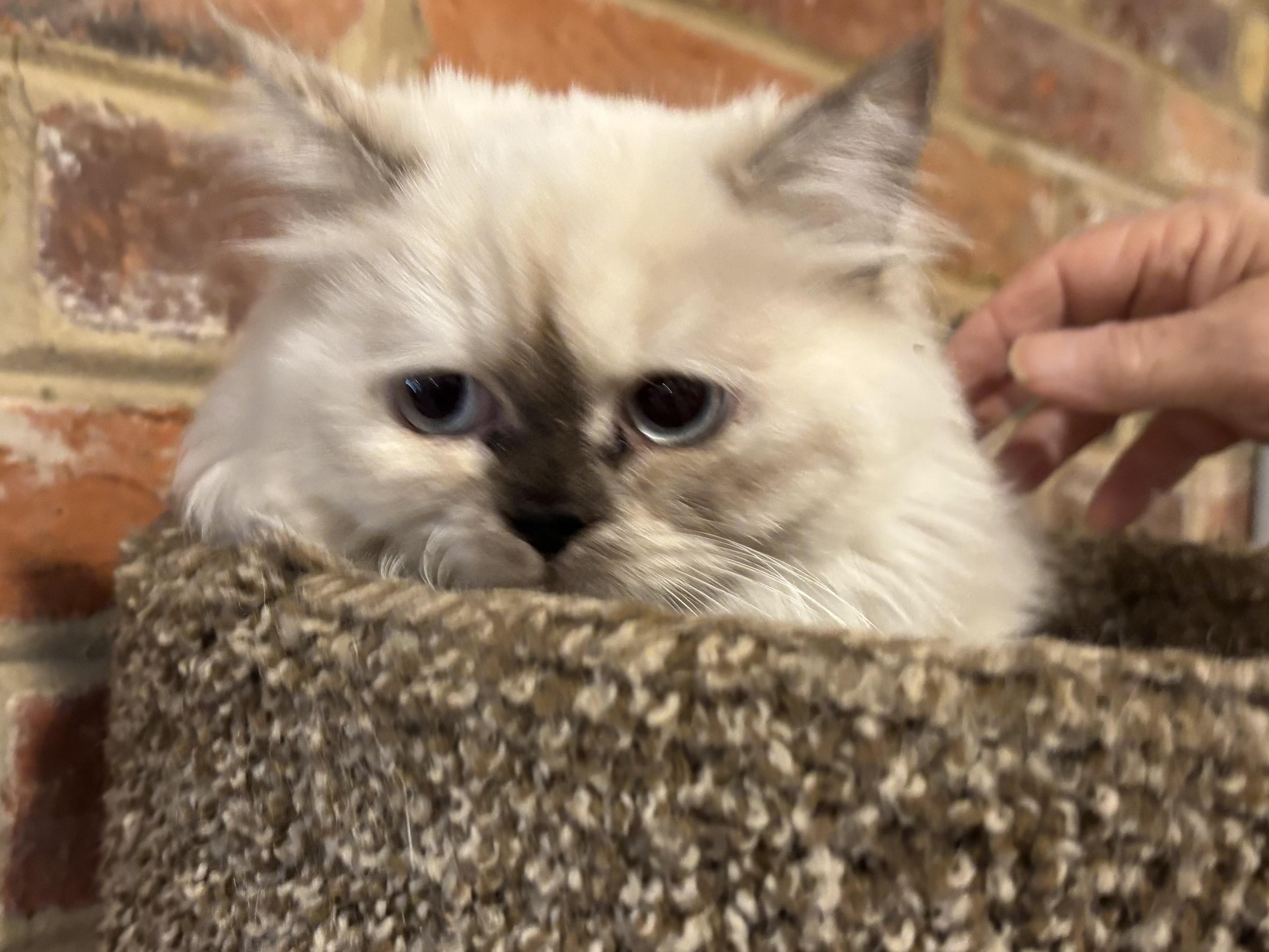 Leena (Himalayan kitten)