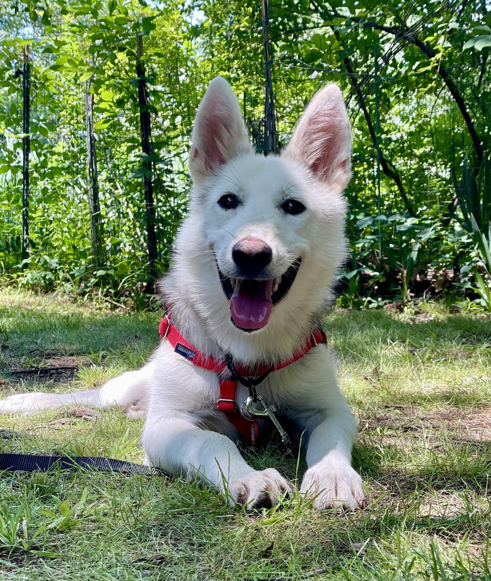 Snowey *LOCAL*, Adoptable, Young Female Husky.