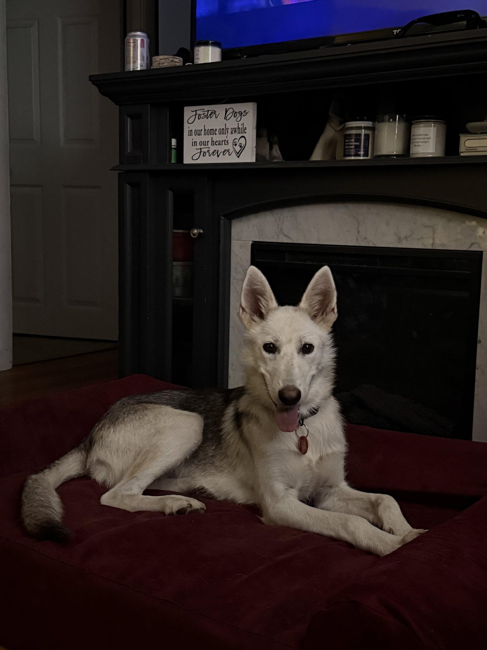 Enlarge Snowey *LOCAL*, a Adoptable Husky in Wakefield, RI image 2/3
