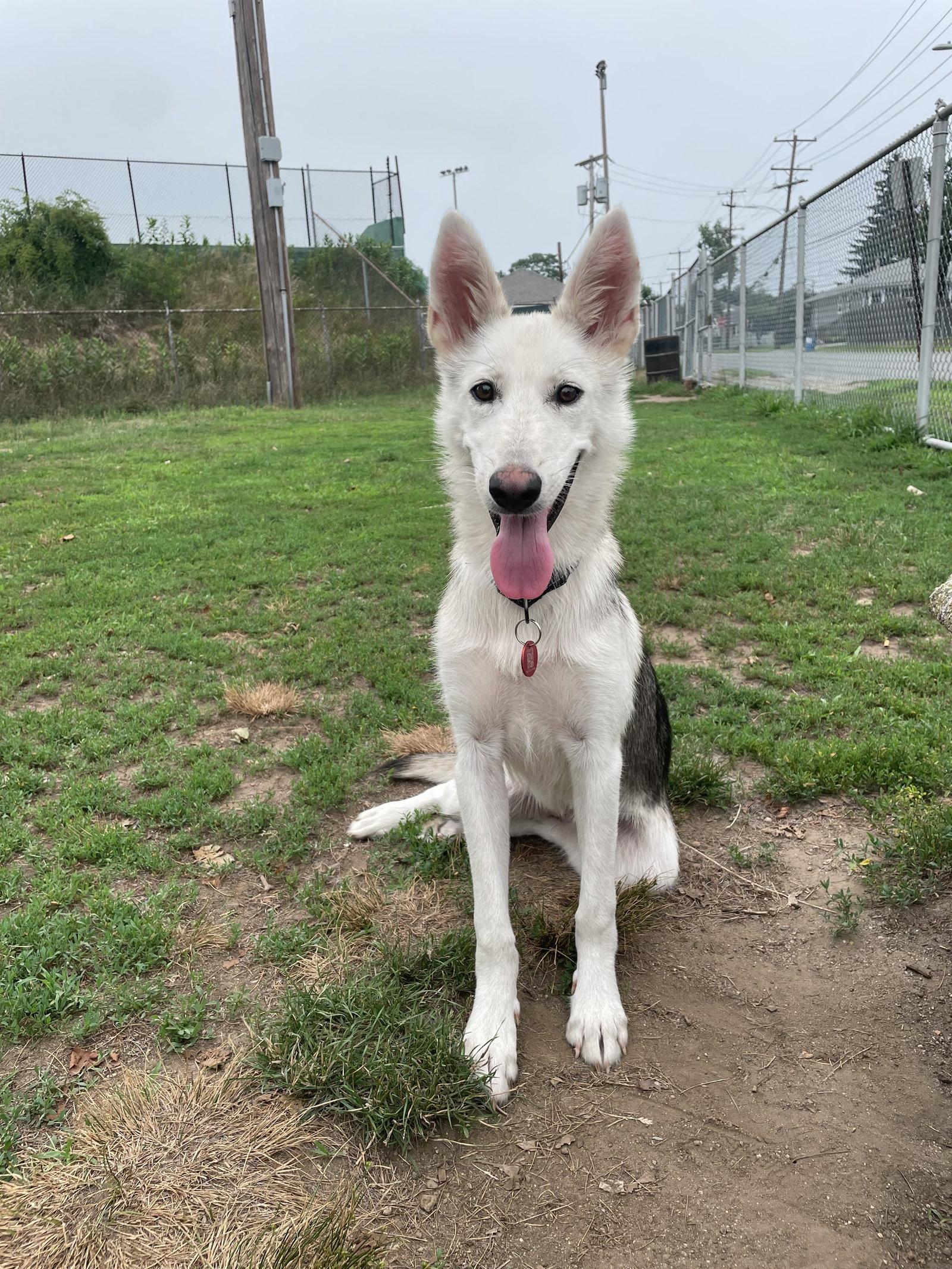 Enlarge Snowey *LOCAL*, a Adoptable Husky in Wakefield, RI image 3/3