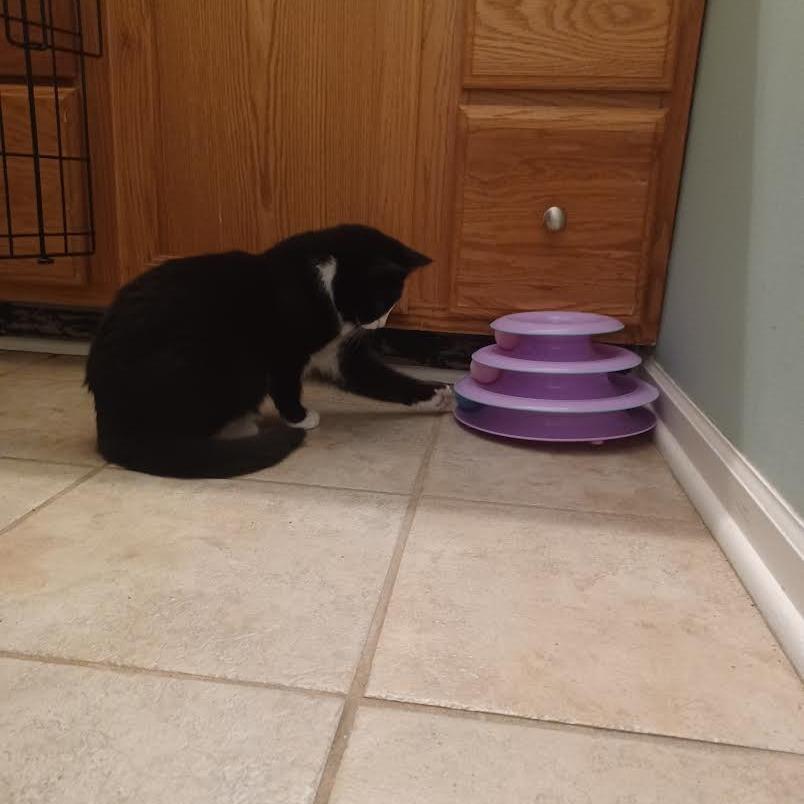 Socks, Adoptable, Young Male Domestic Medium Hair.