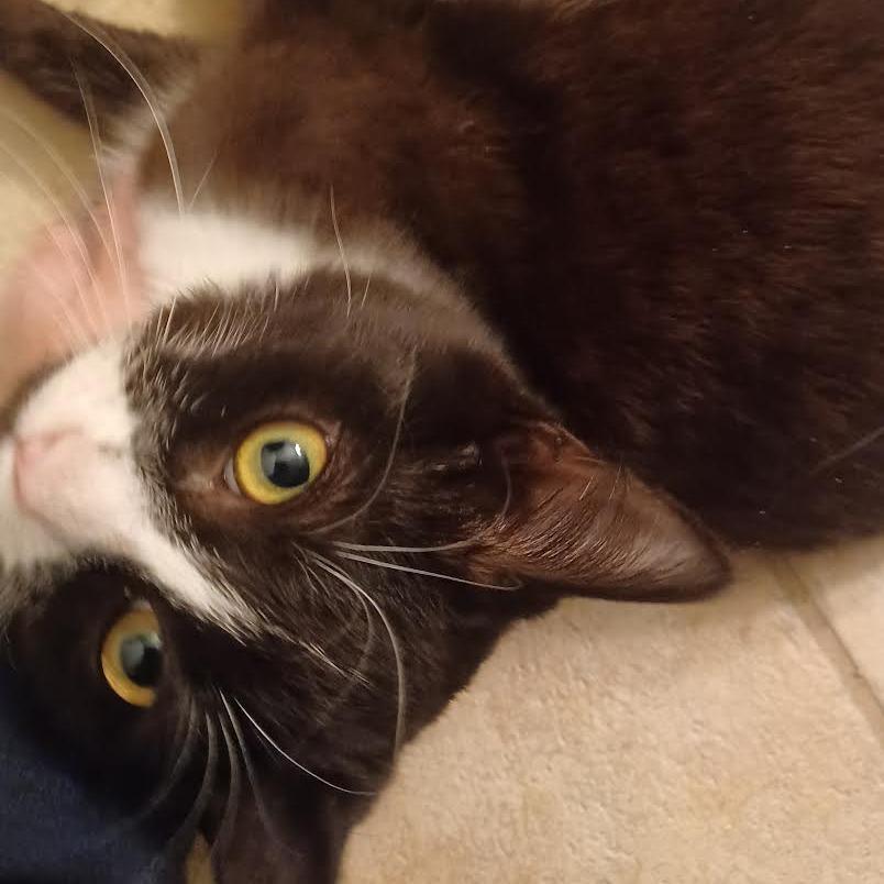 Enlarge Socks, a Adoptable Domestic Medium Hair in Chaska, MN image 4/4