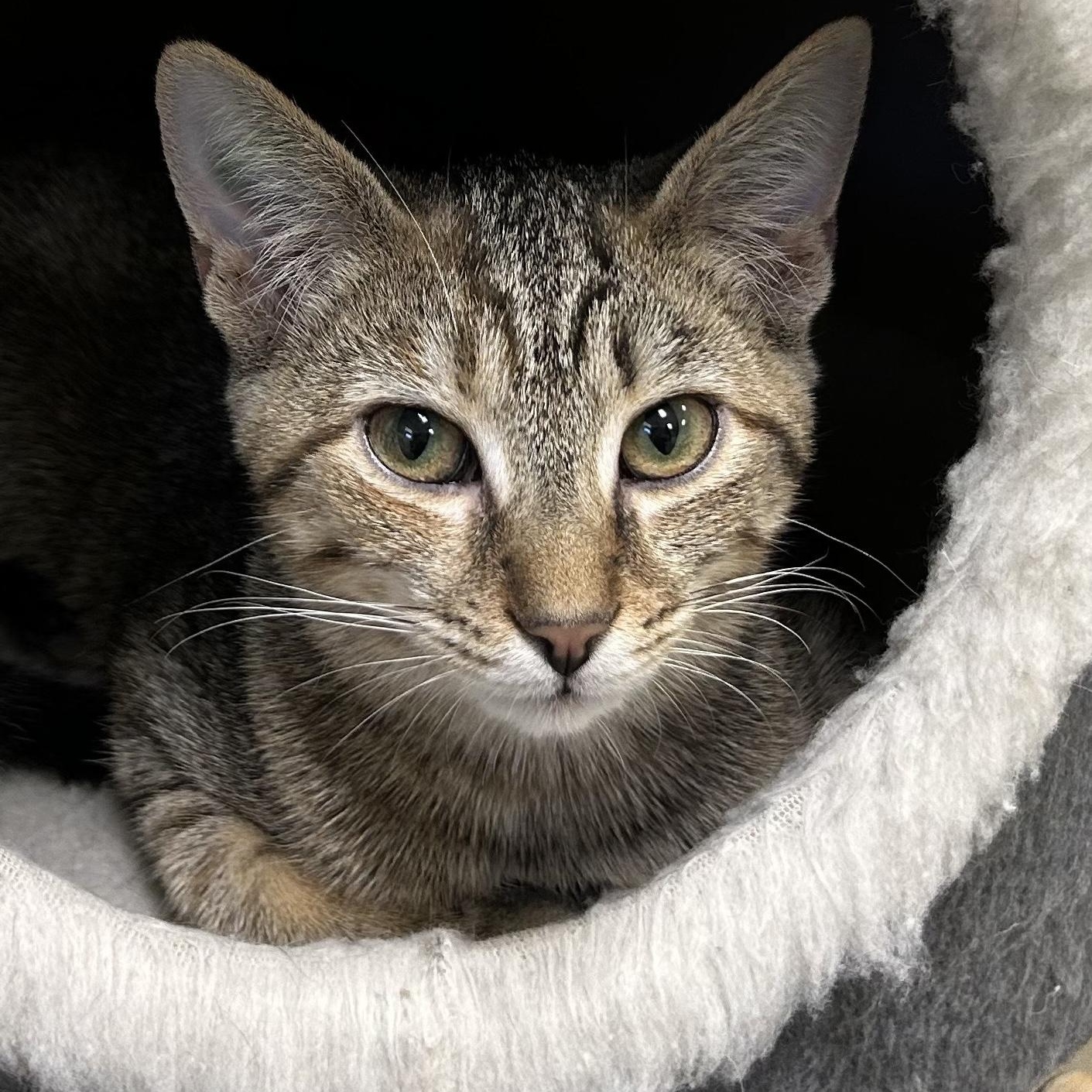 CRYSTAL, a Adoptable mixed breed image 2/2