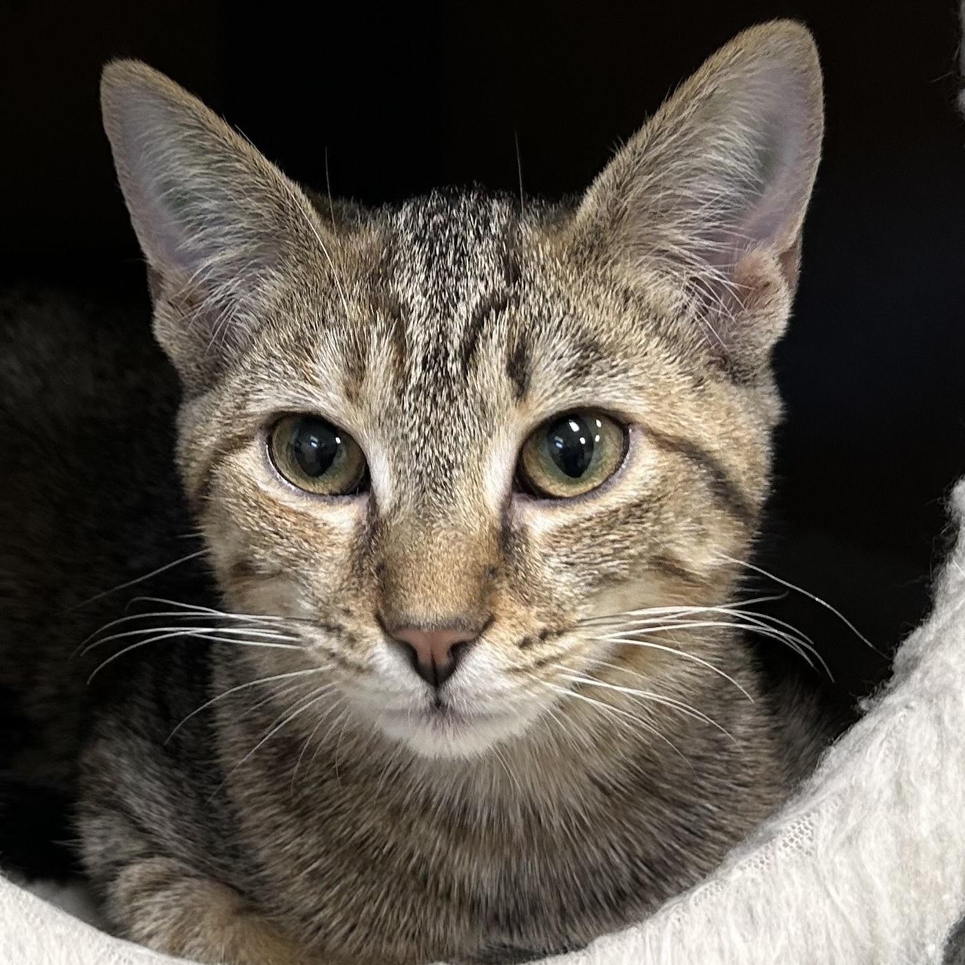 CRYSTAL, Adoptable, Young Female Domestic Short Hair & Domestic Medium Hair.