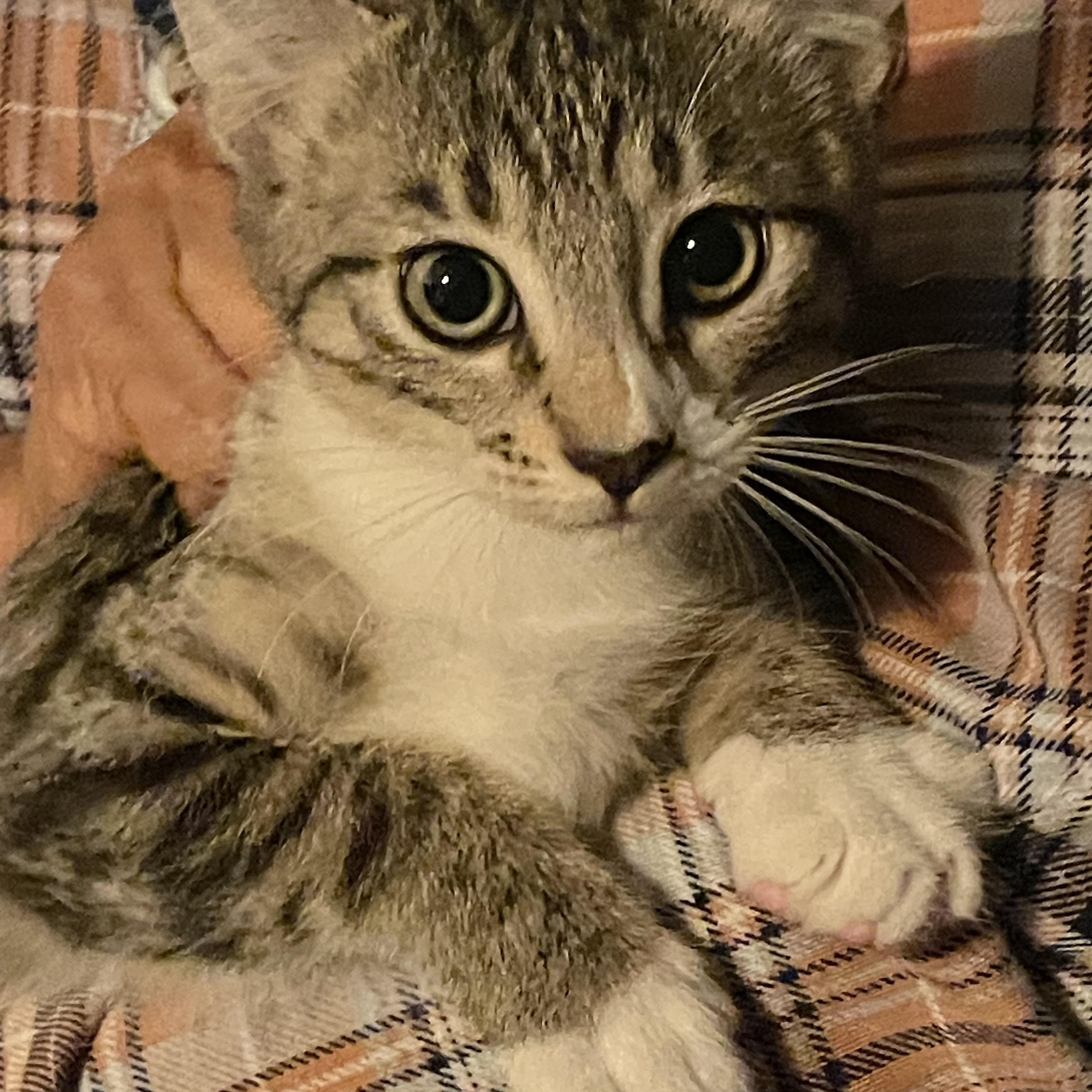 Enlarge Baby Rose , an adopted Tabby in Parkland, FL image 1/2