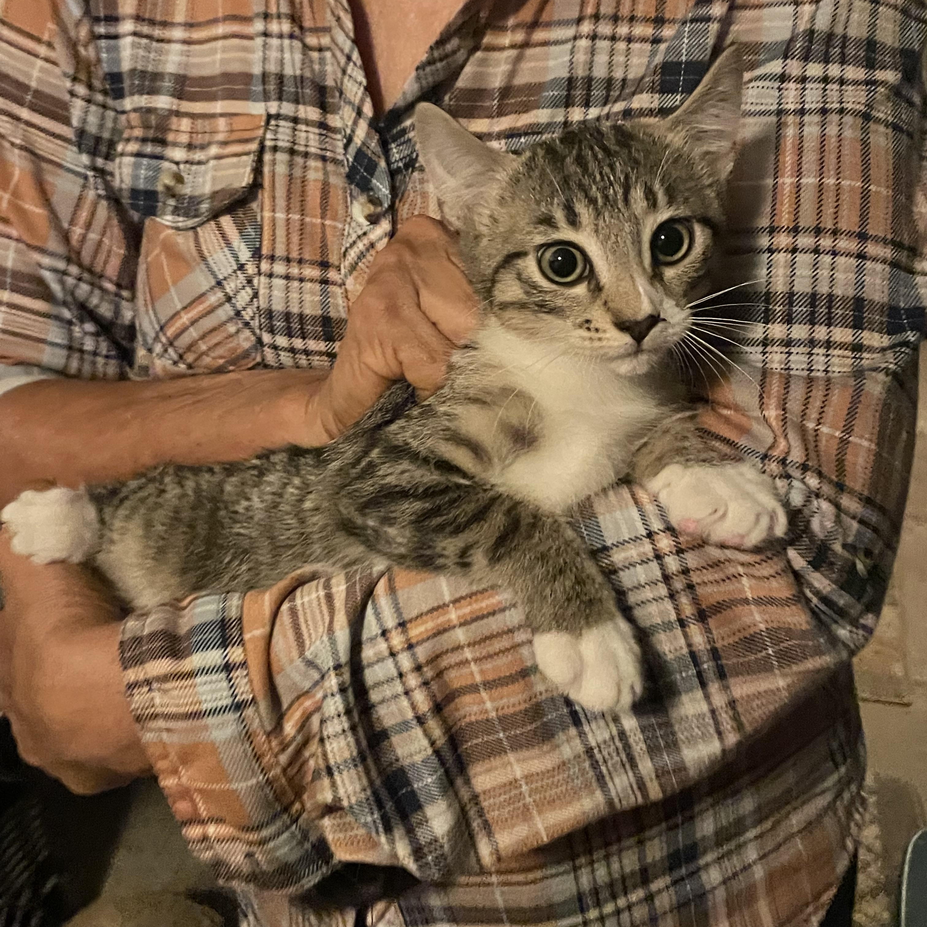 Enlarge Baby Rose , an adopted Tabby in Parkland, FL image 2/2