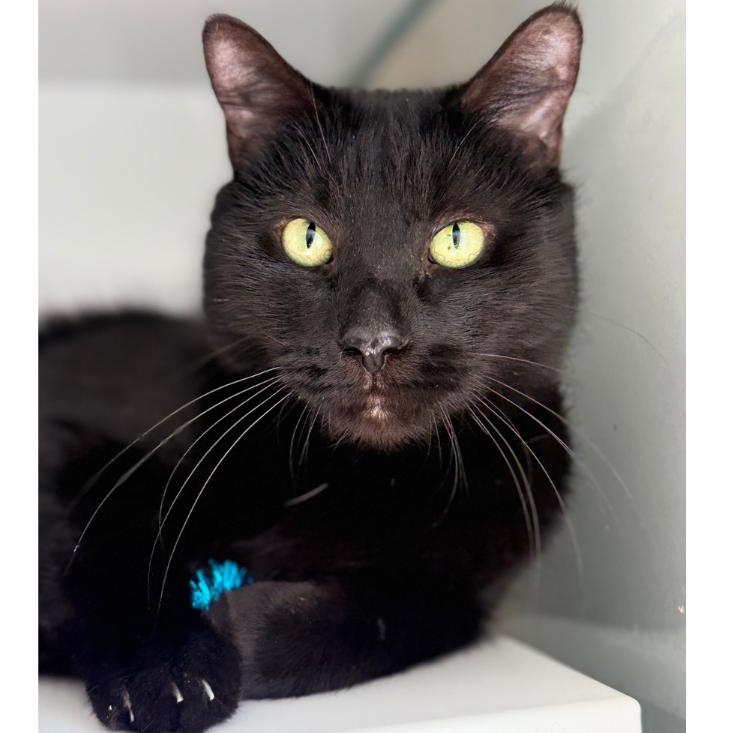 Enlarge Sebastian, a Adoptable Domestic Short Hair in Alexandria, VA image 2/6