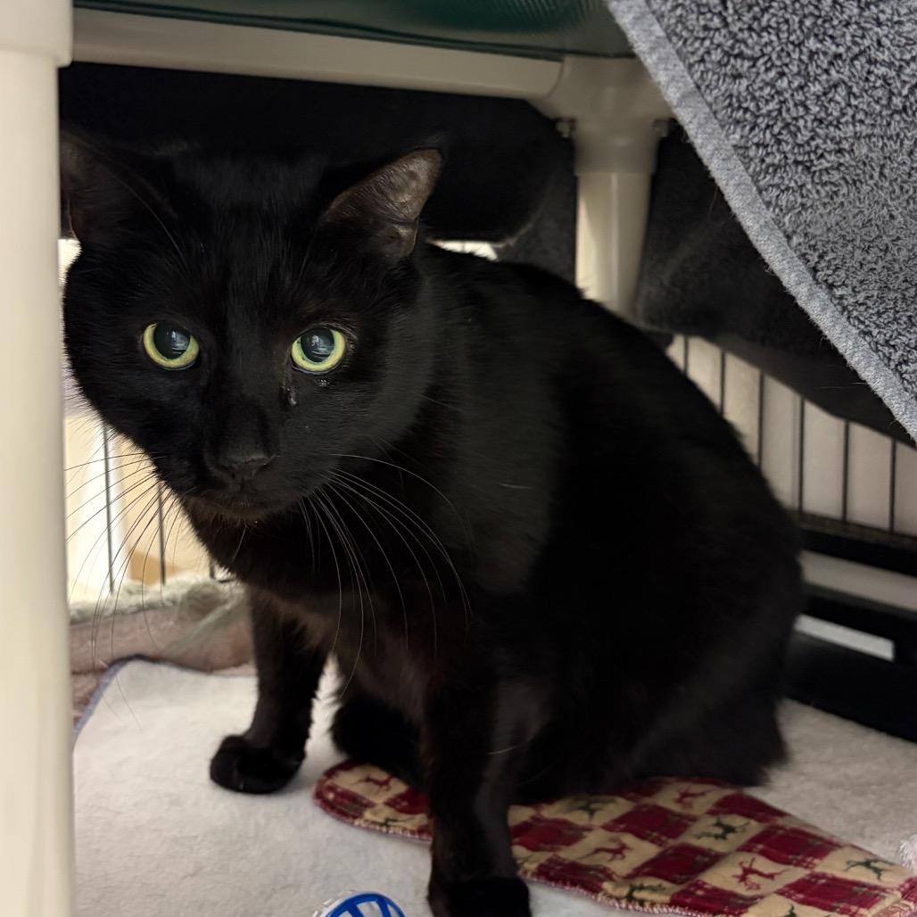 Sebastian, Adoptable, Senior Male Domestic Short Hair.