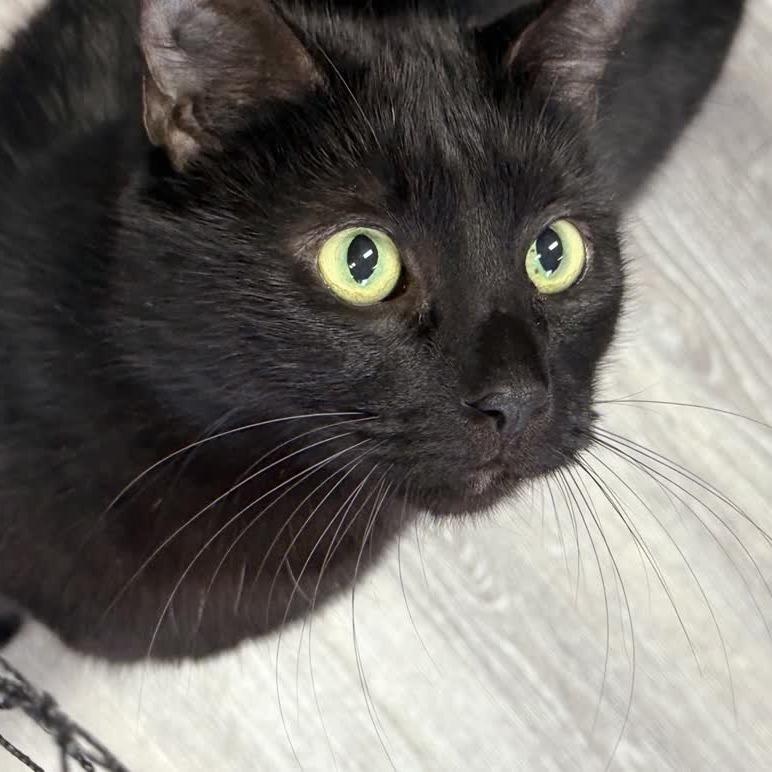 Enlarge Sebastian, a Adoptable Domestic Short Hair in Alexandria, VA image 4/6