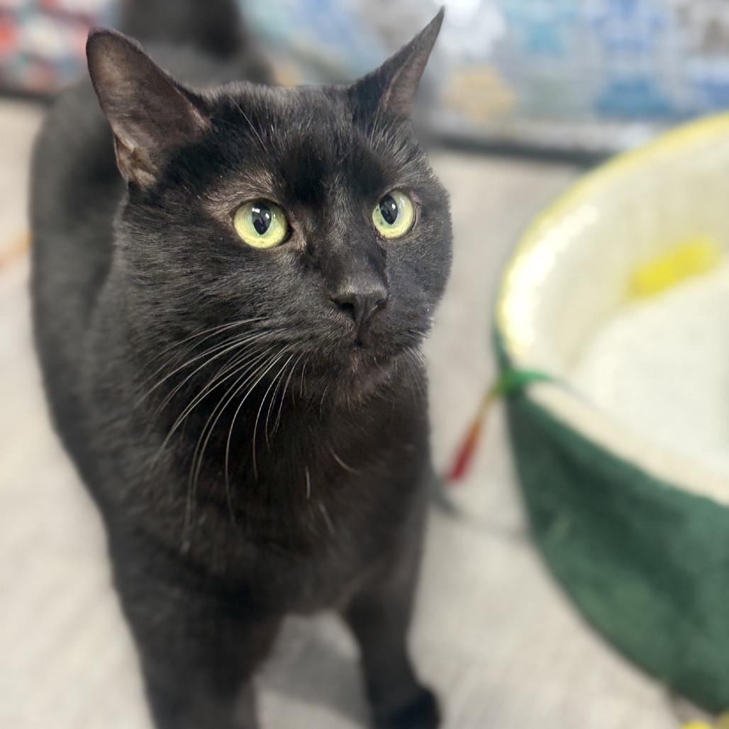 Enlarge Sebastian, a Adoptable Domestic Short Hair in Alexandria, VA image 5/6